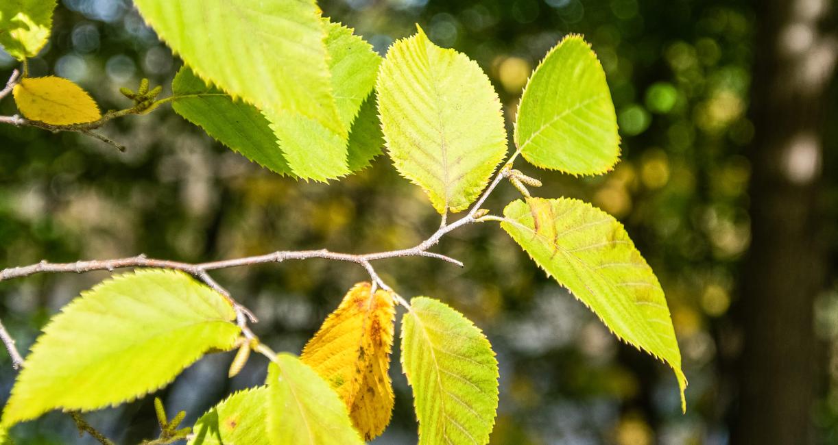 Tree leaves