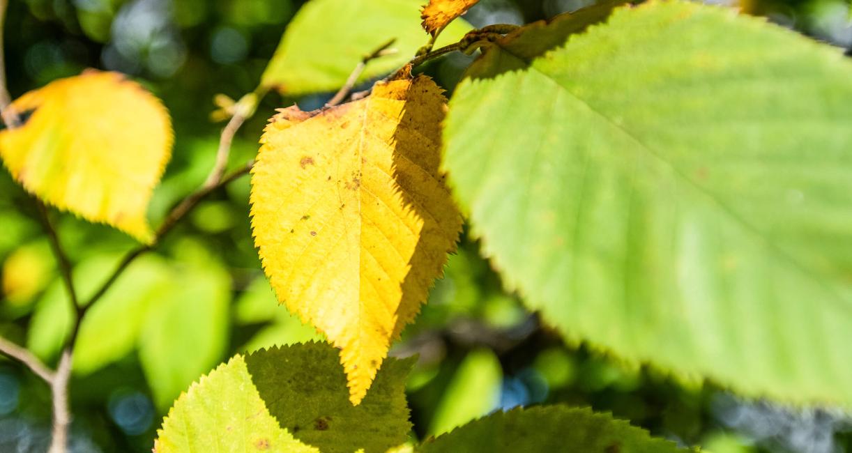 Tree leaves