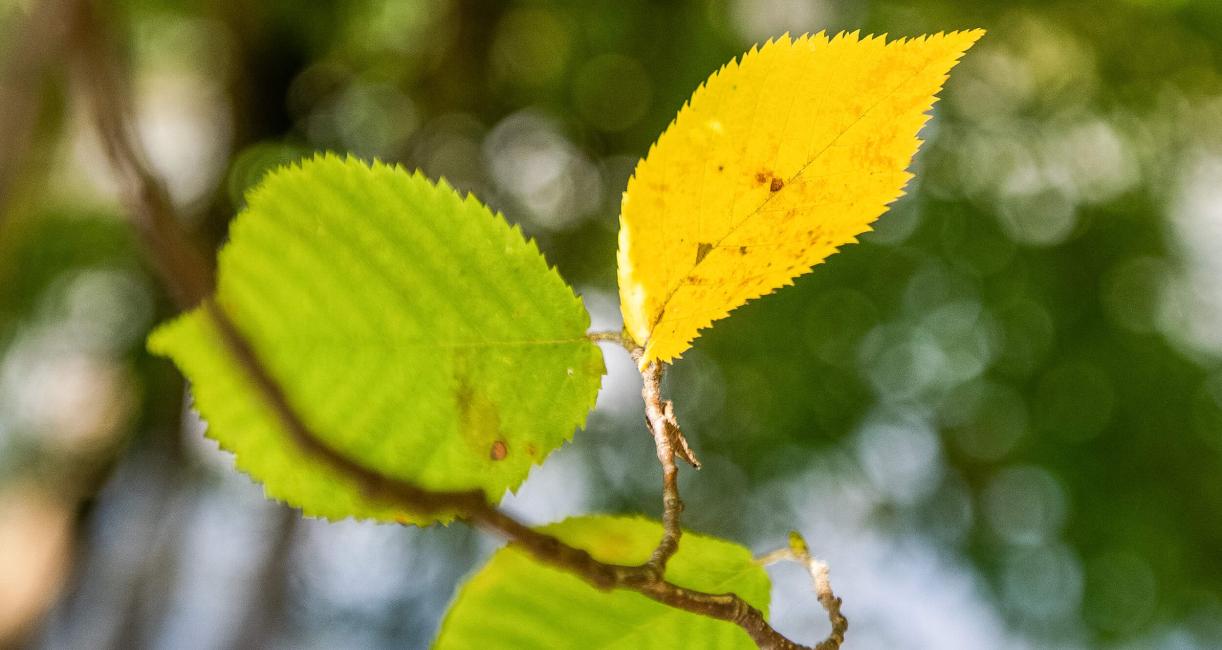 Tree leaves