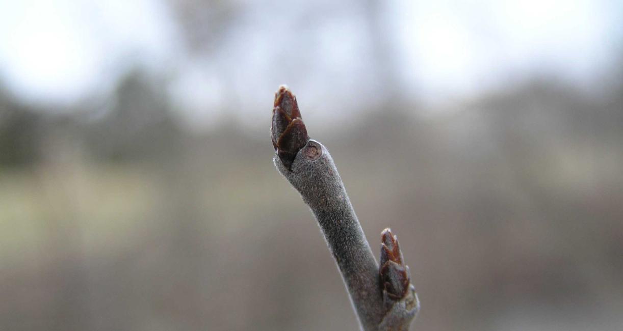 Tree bud