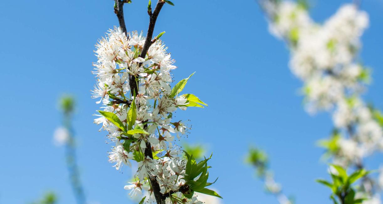 Tree flower