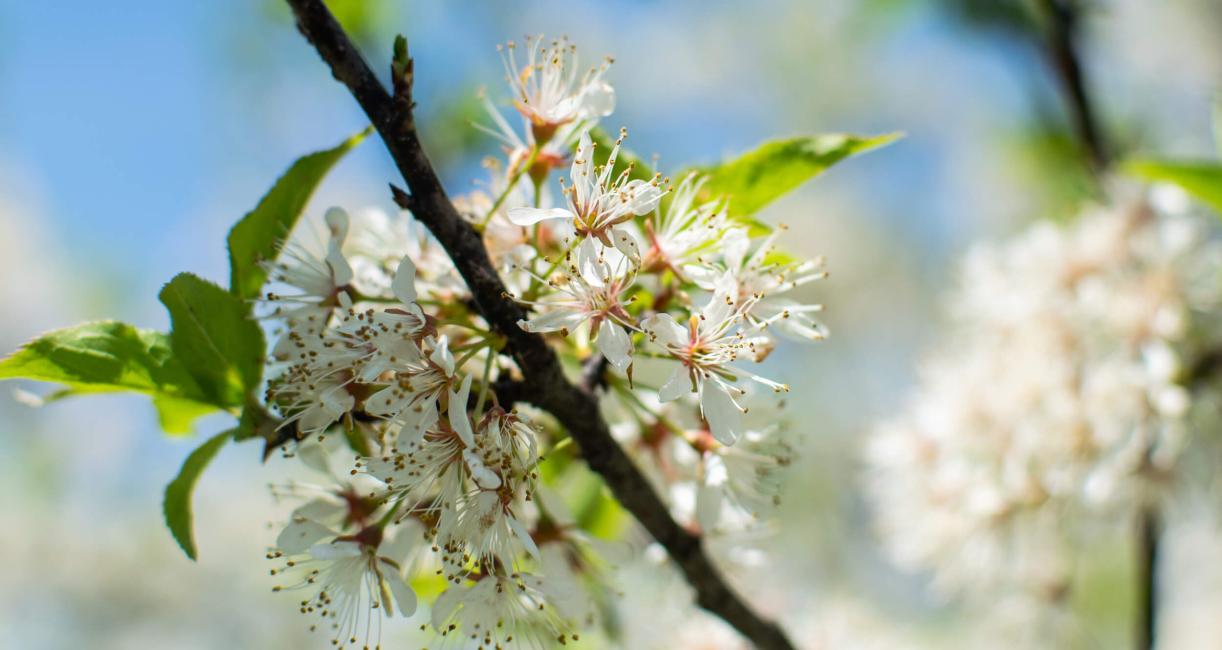 Tree flower