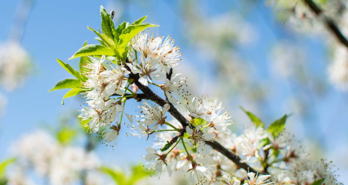 Tree flower