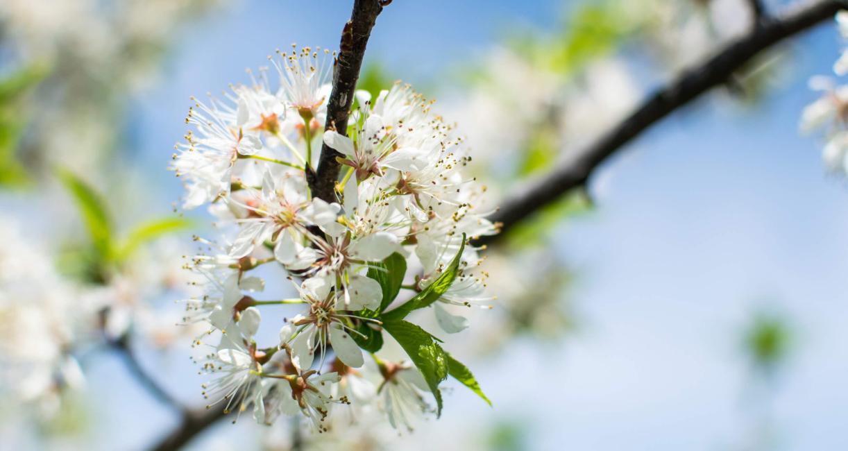 Tree flower