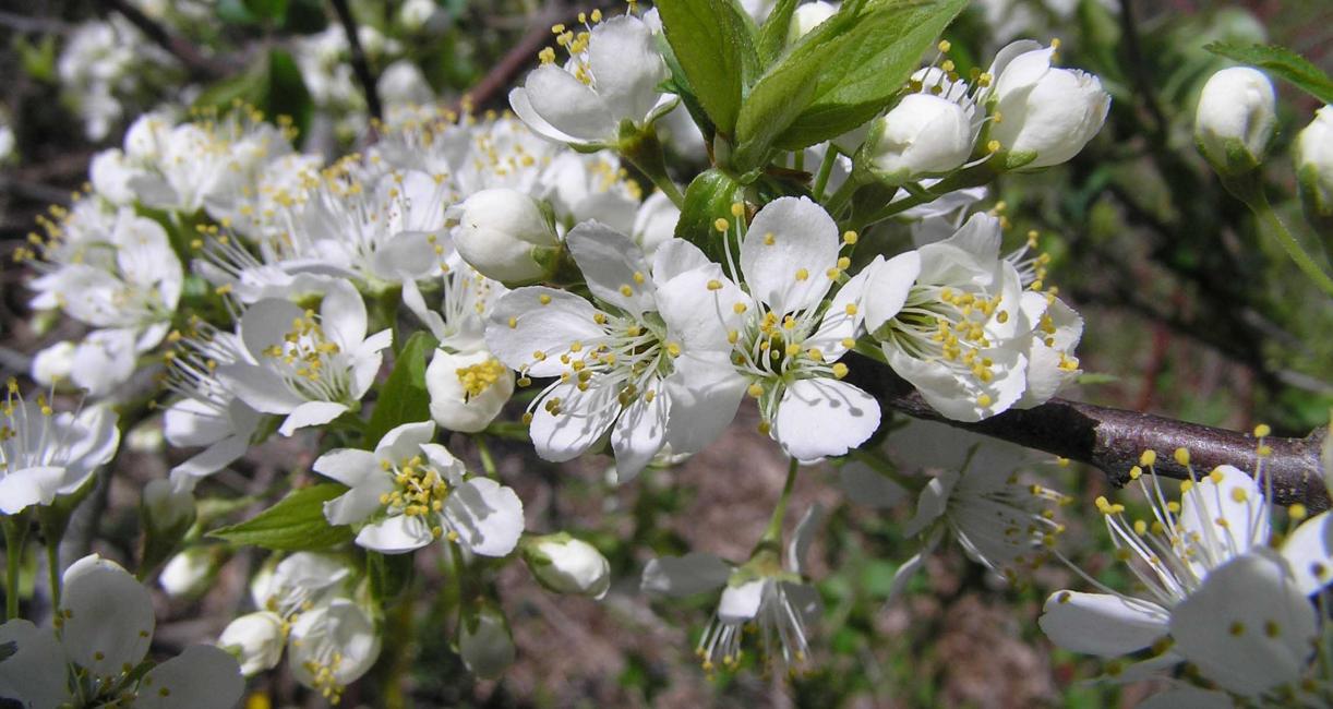 Tree flower