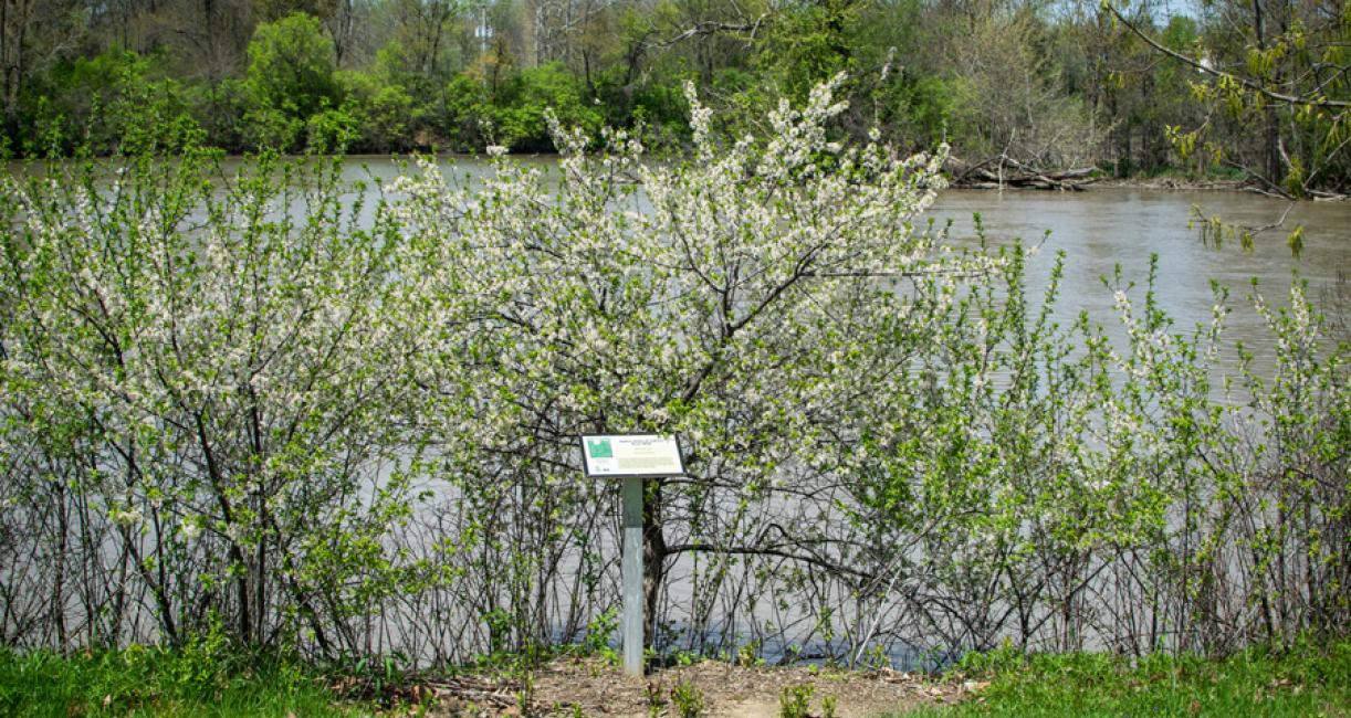 Tree habitat