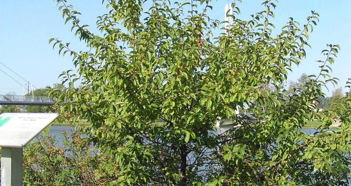 Tree habitat