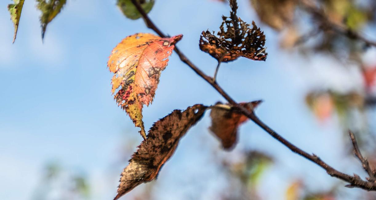 Tree leaves during fall