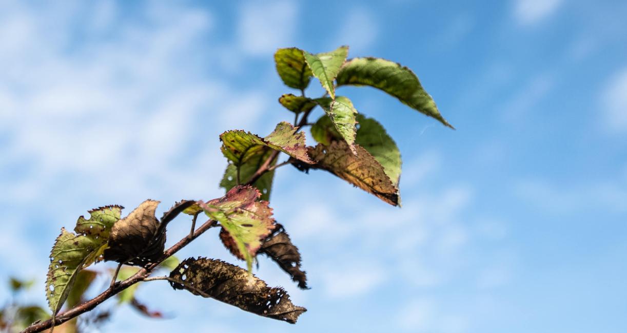 Tree leaves during fall