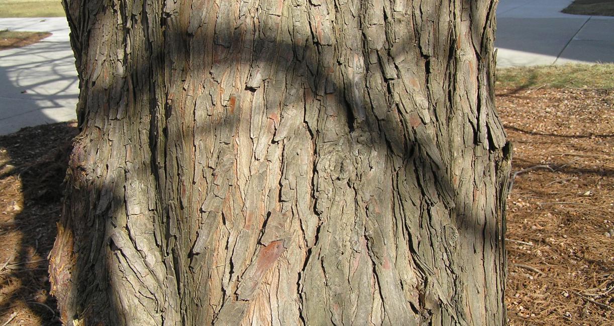 Tree bark