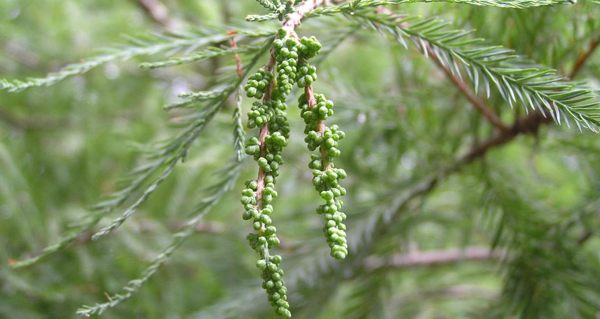 Tree flower