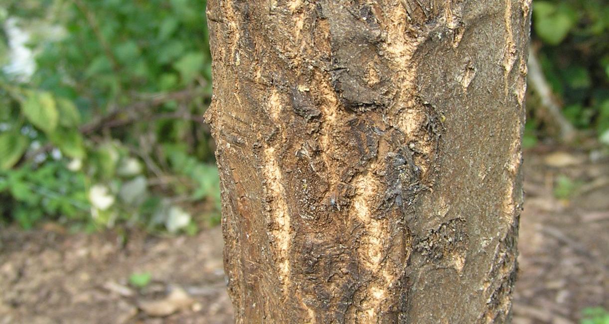 Tree bark