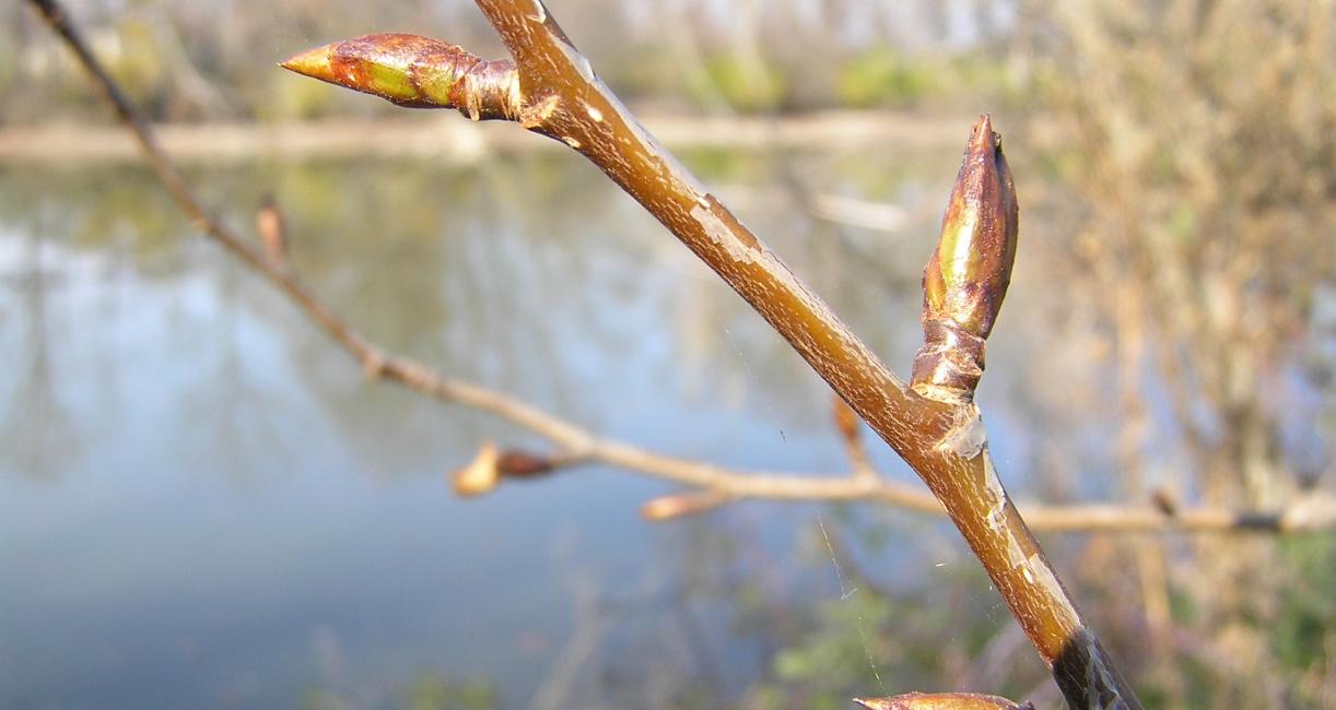 Tree branch