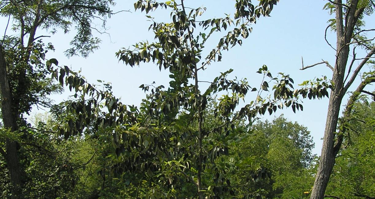 Tree habitat