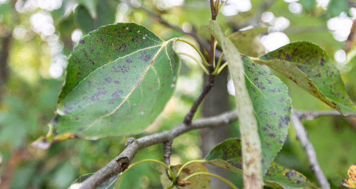 Tree leaves