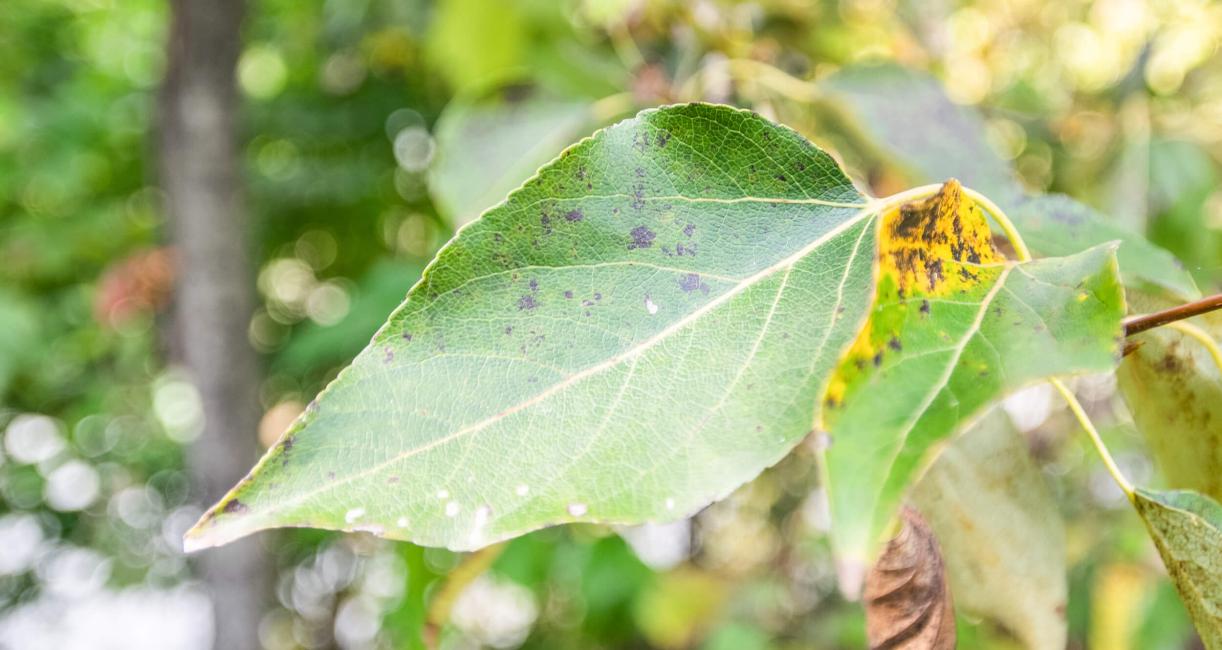 Tree leaves