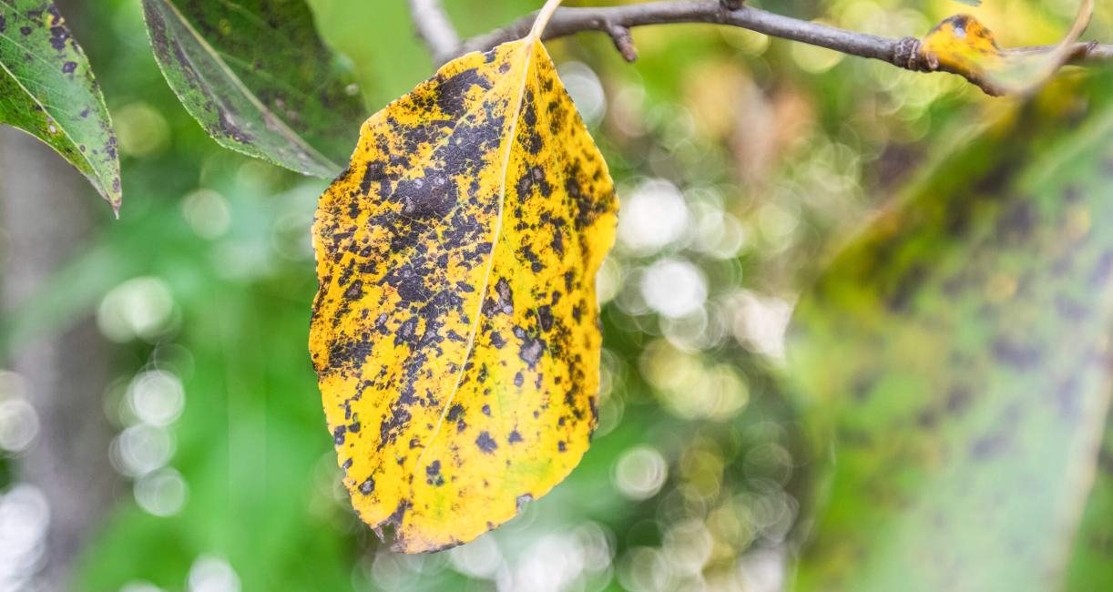 Tree leaves