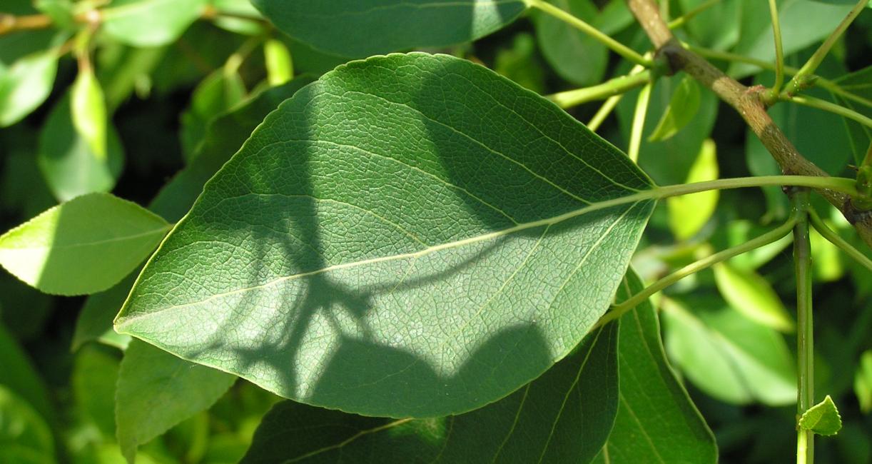 Tree leaves