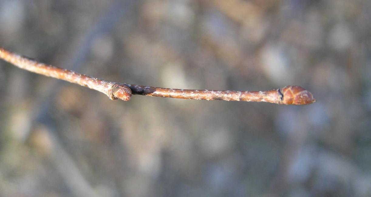 Tree bud