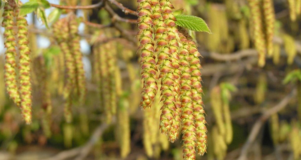 Tree flowers