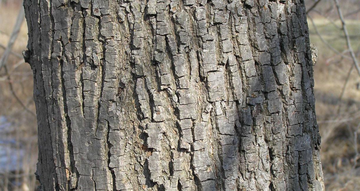 Tree bark