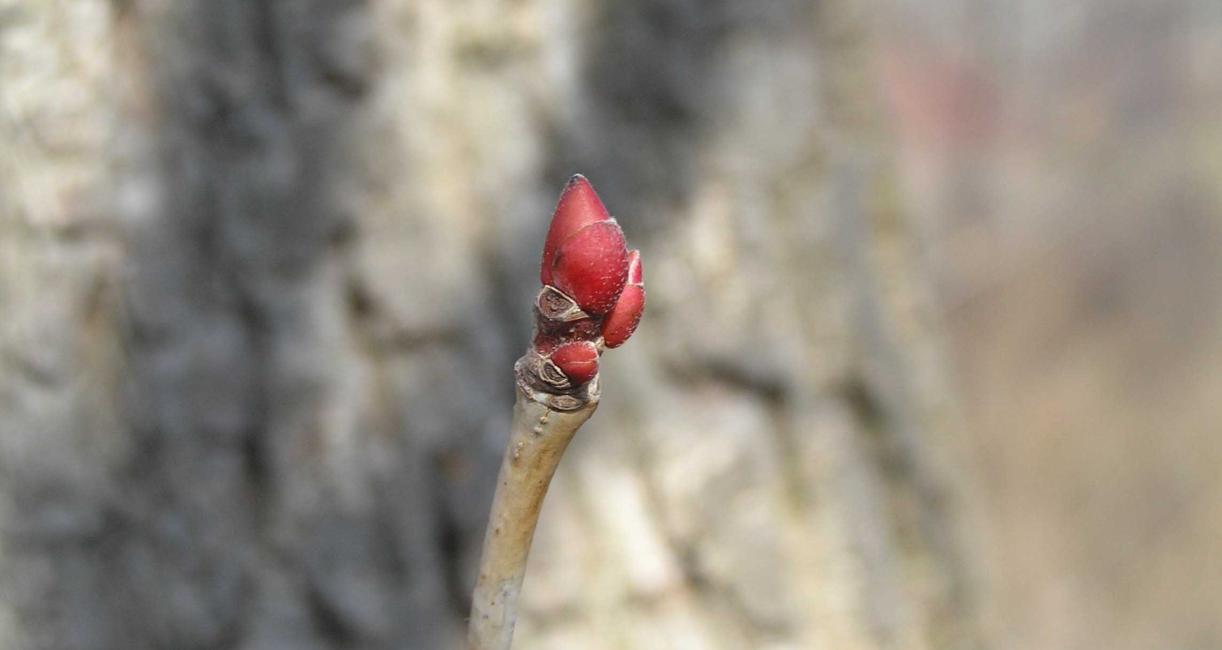 Tree bud