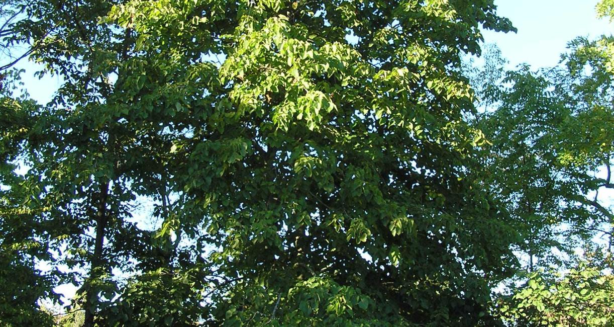 Tree habitat