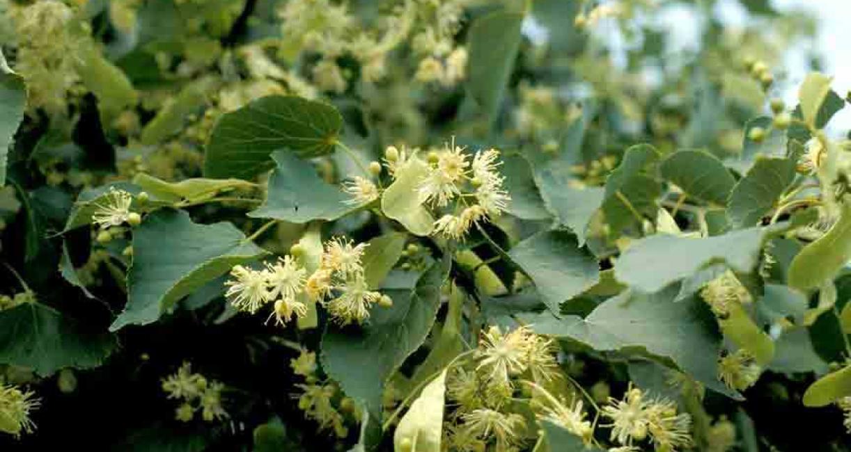 Tree flowers