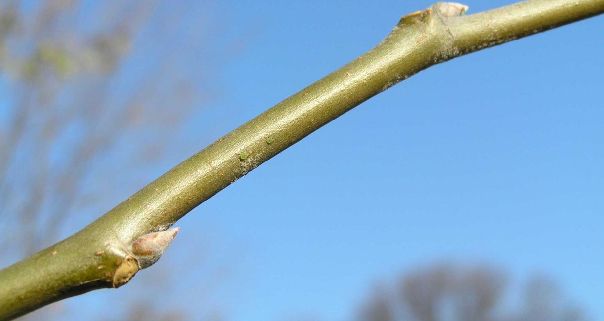 Tree branch