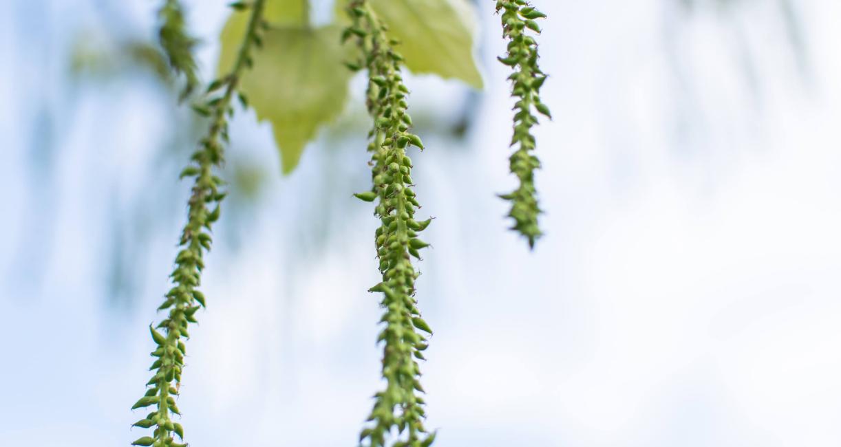 Tree bud