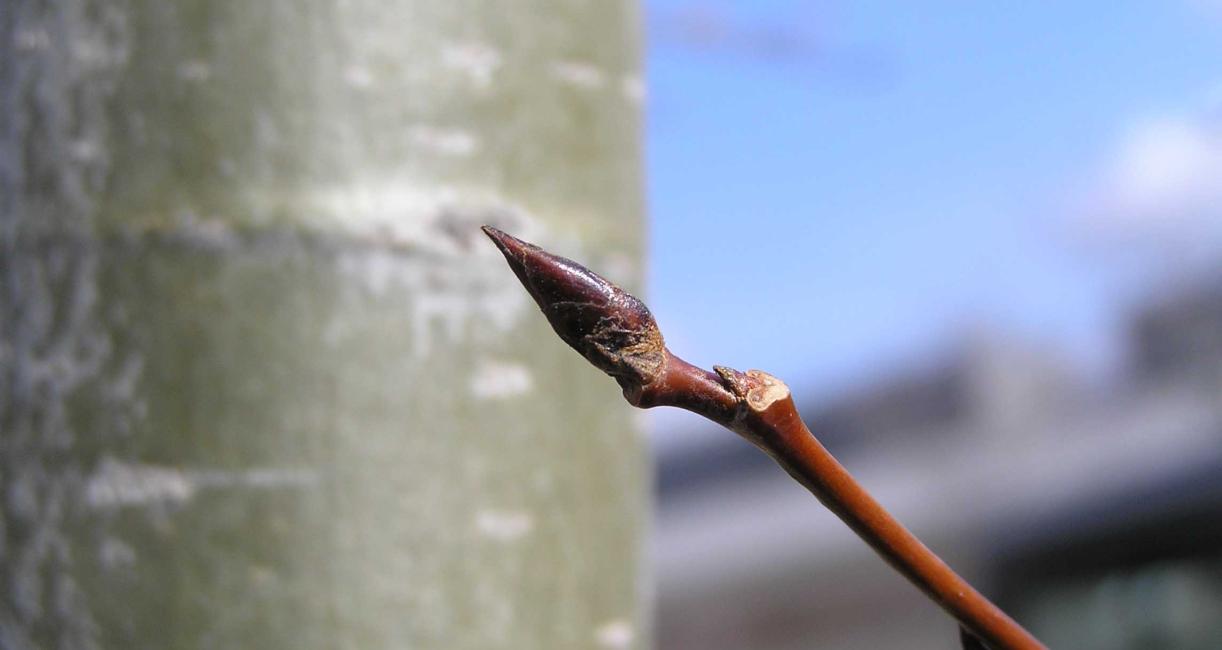 Tree bud