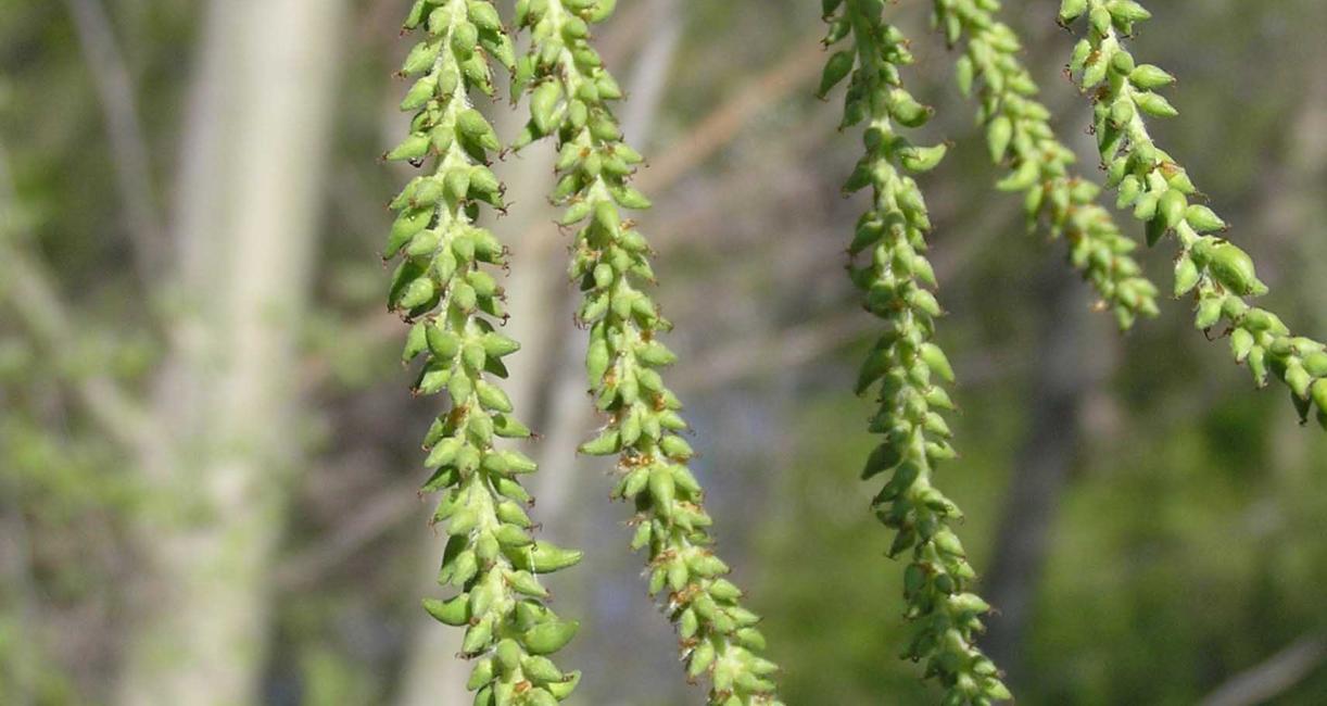 Tree flower