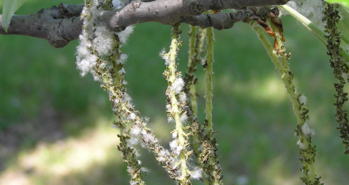 Tree fruit