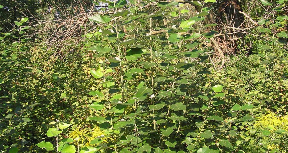 Tree habitat