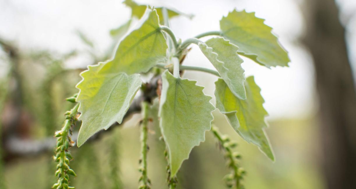 Tree leaves