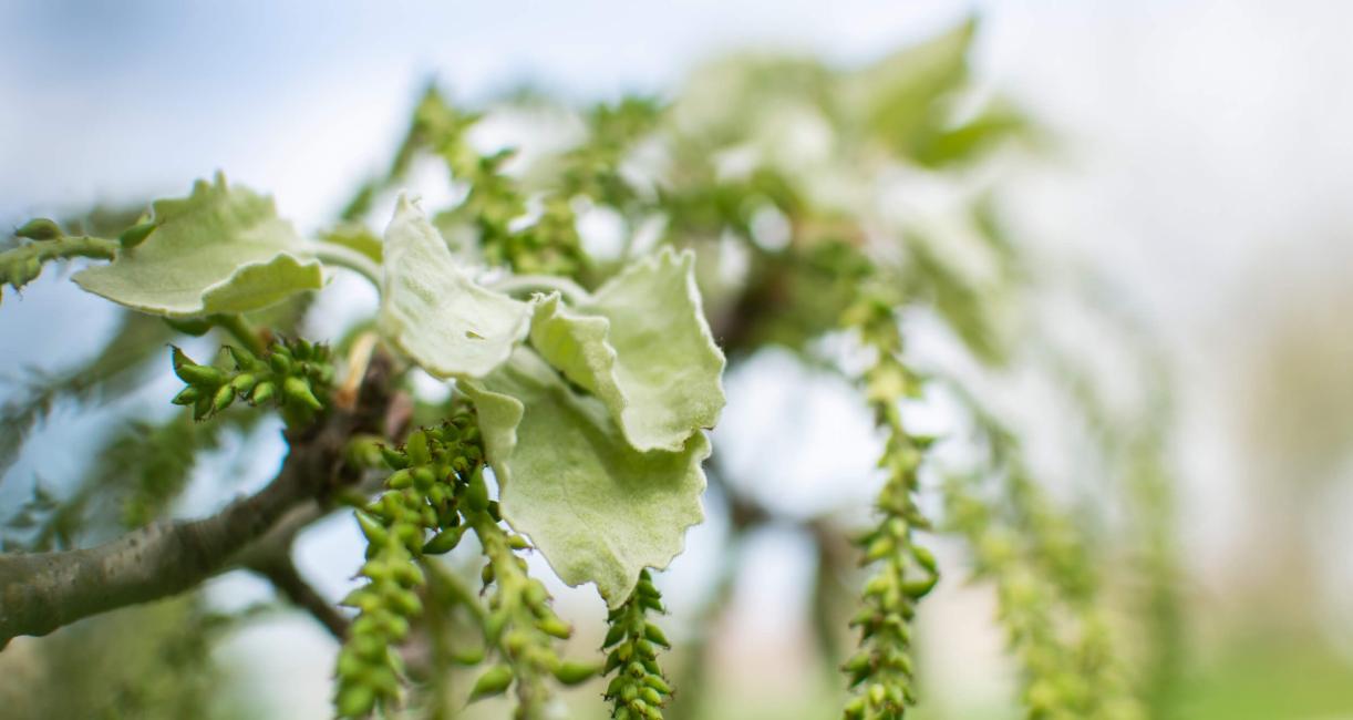 Tree leaves