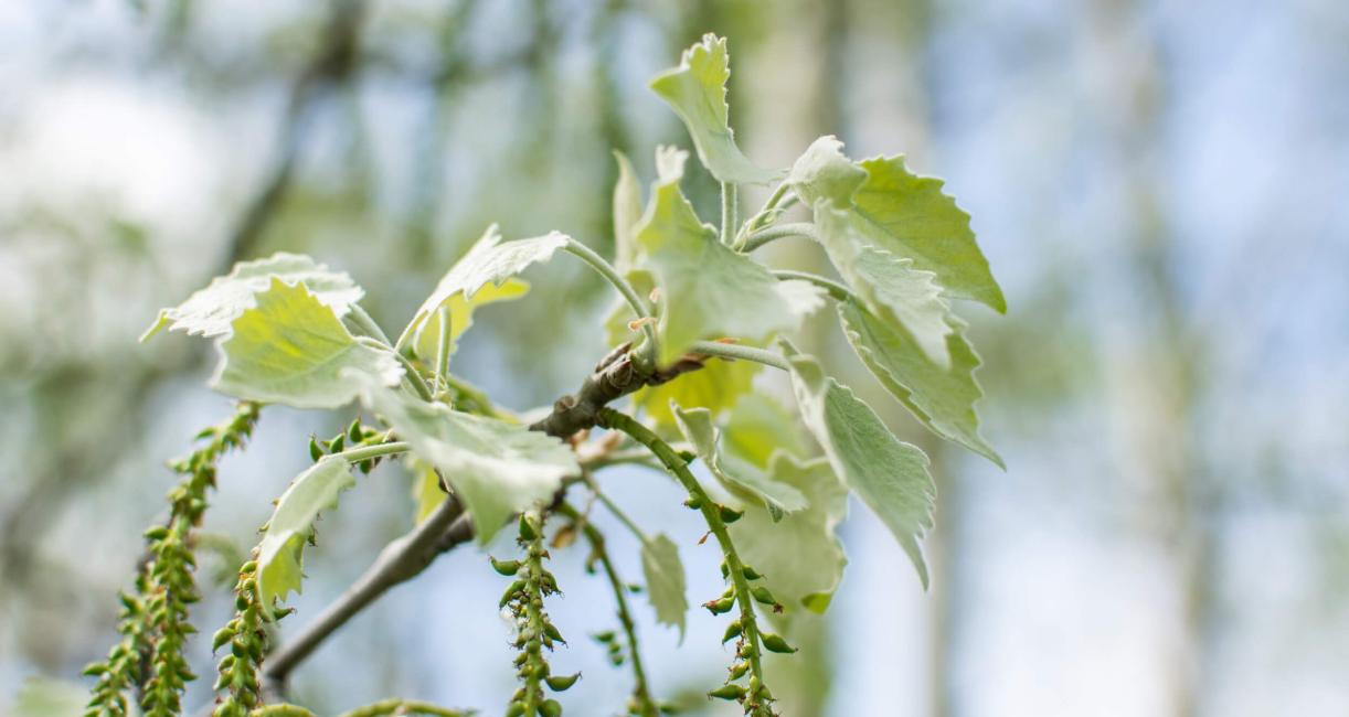 Tree leaves