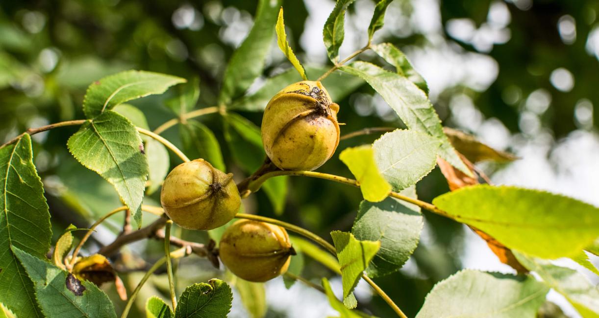 Tree fruit