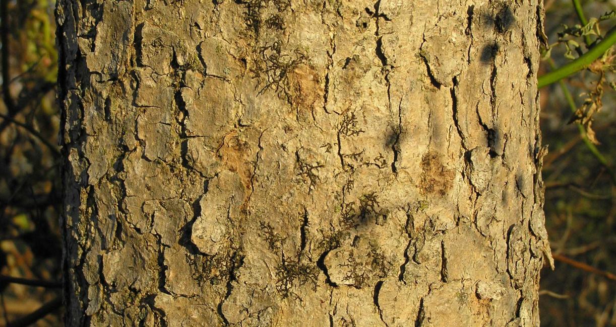 Tree bark