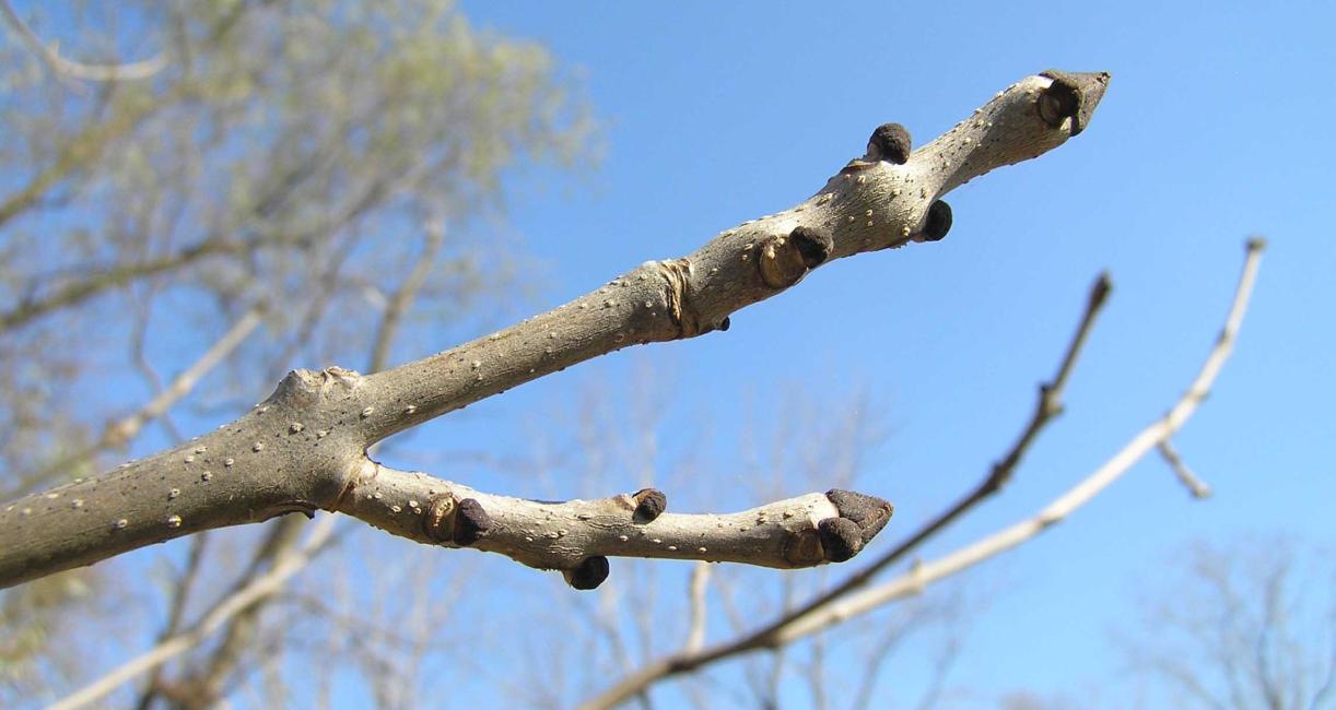 Tree branch