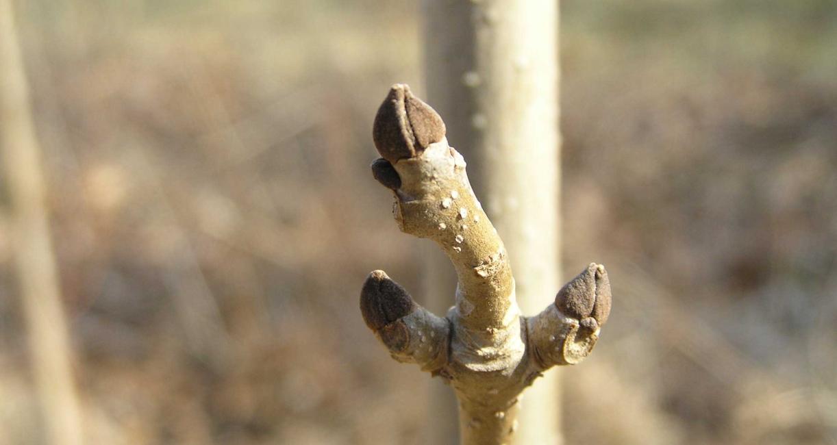 Tree bud