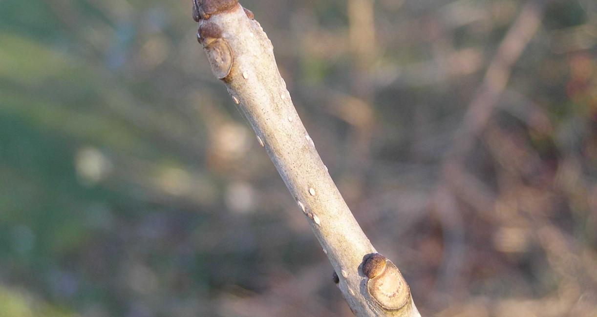 Tree bud