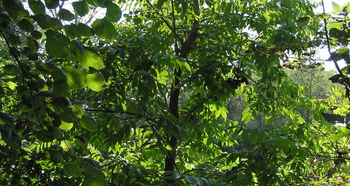 Tree habitat