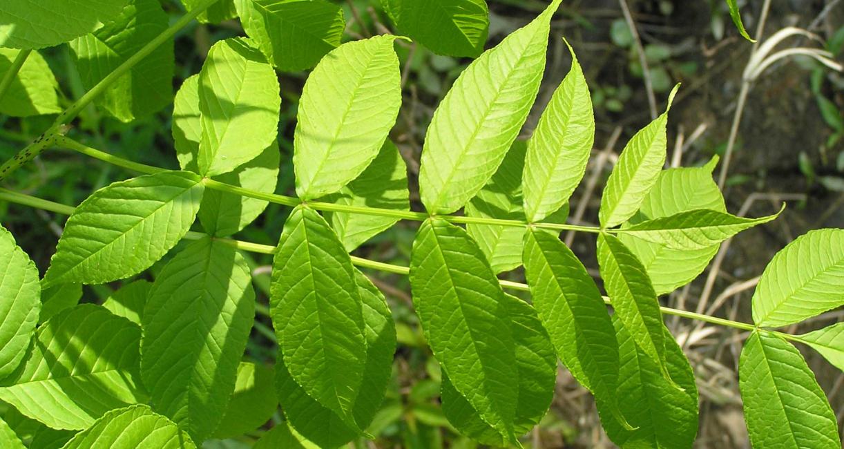 Tree leaves