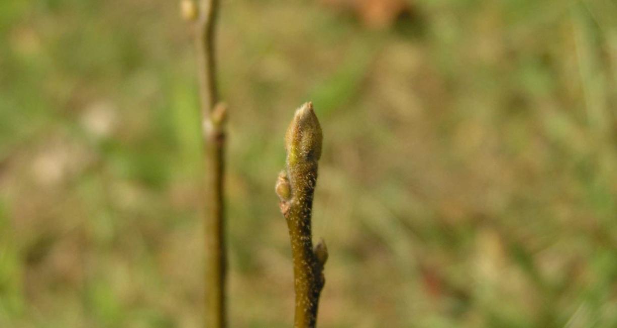 Tree bud