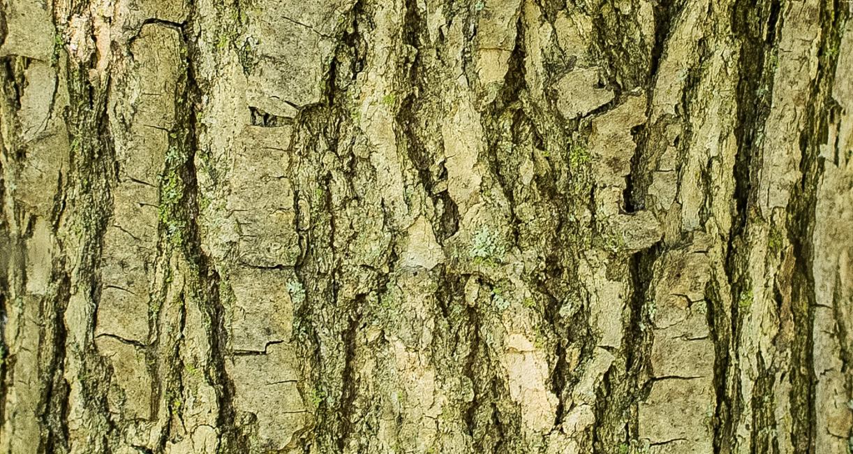 Tree bark