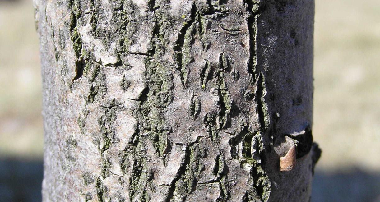 Tree bark