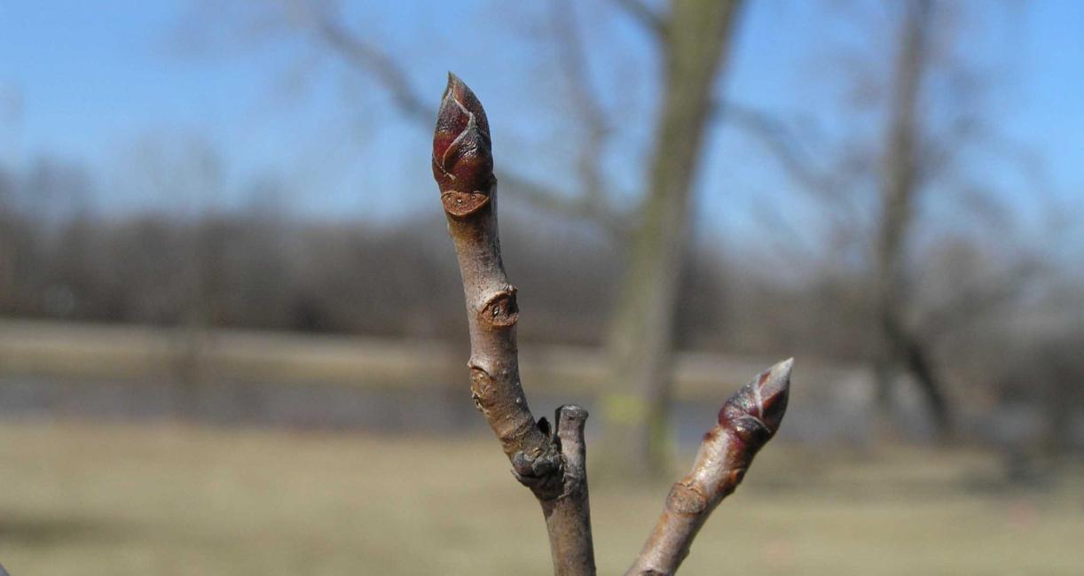 Tree bud