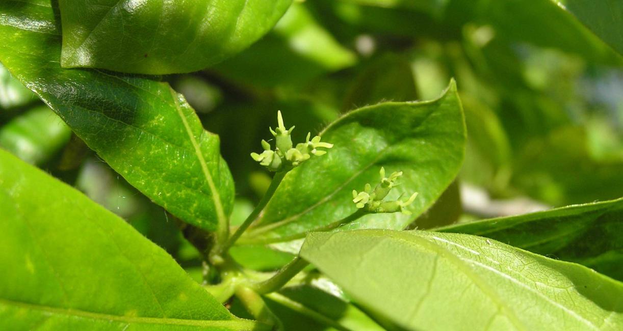 Tree flower