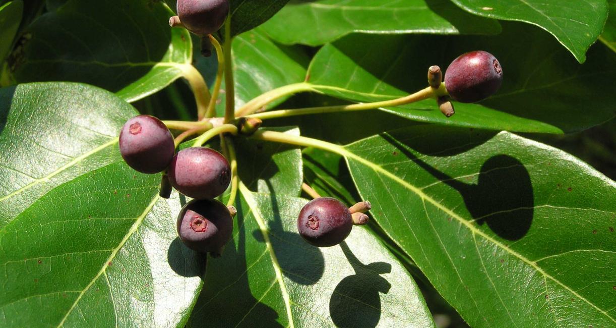 Tree fruit